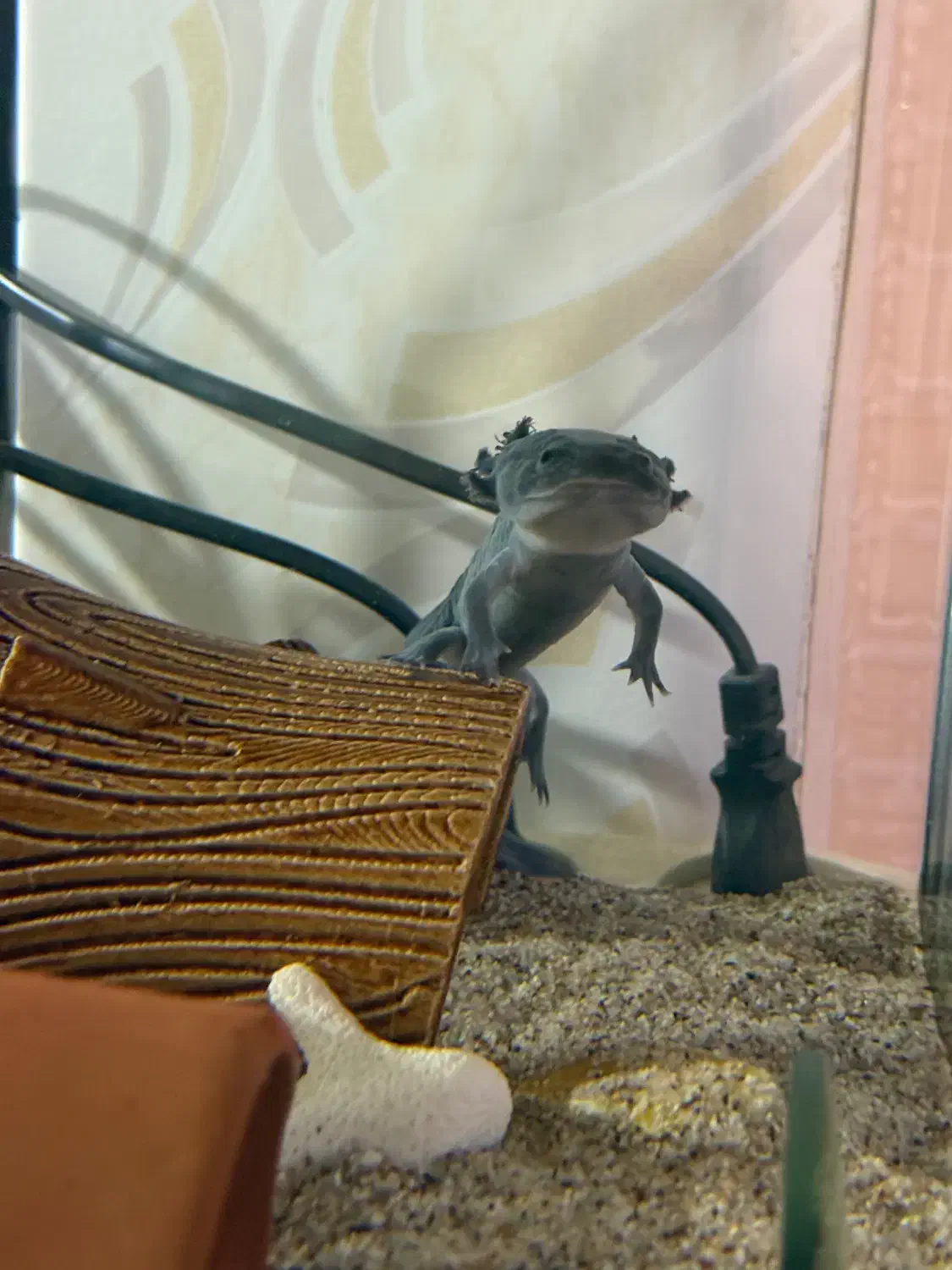 ماهی بی دندون|ماهی|شهریار, رضی آباد بالا|دیوار