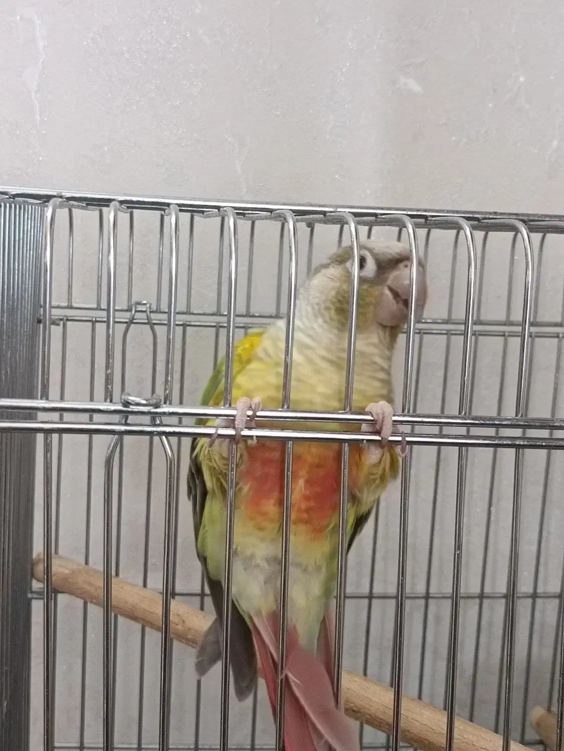 طوطی گرینچینگ|پرنده|اصفهان, جلالیه|دیوار