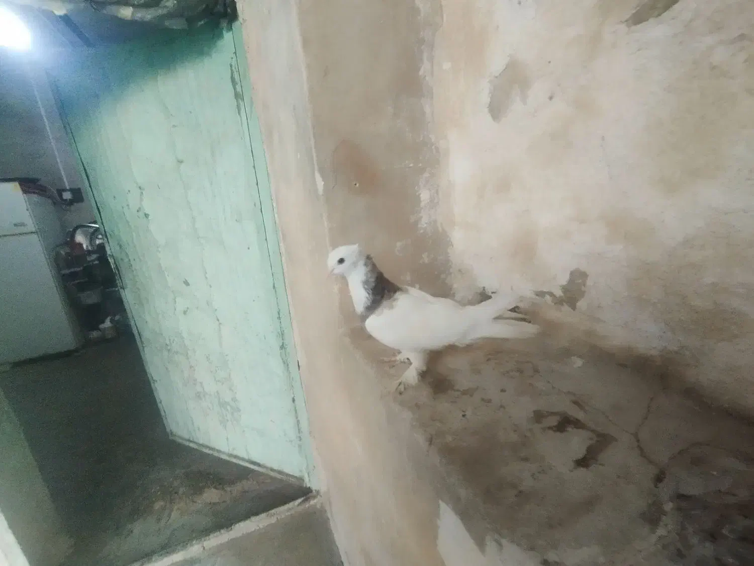 کبوتر خوب|پرنده|دهدشت, |دیوار