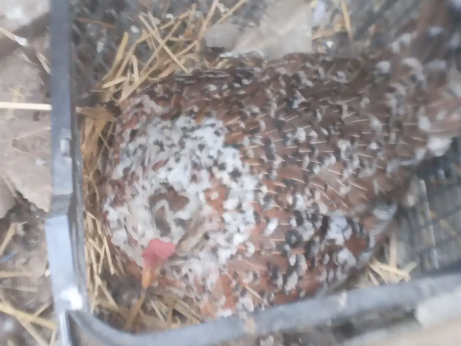 مرغ گلین|حیوانات مزرعه|رشت, پسیخان|دیوار