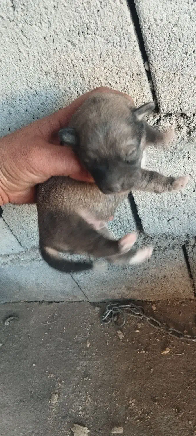 توله سگ پاکوتاه|سگ|کرمانشاه, |دیوار