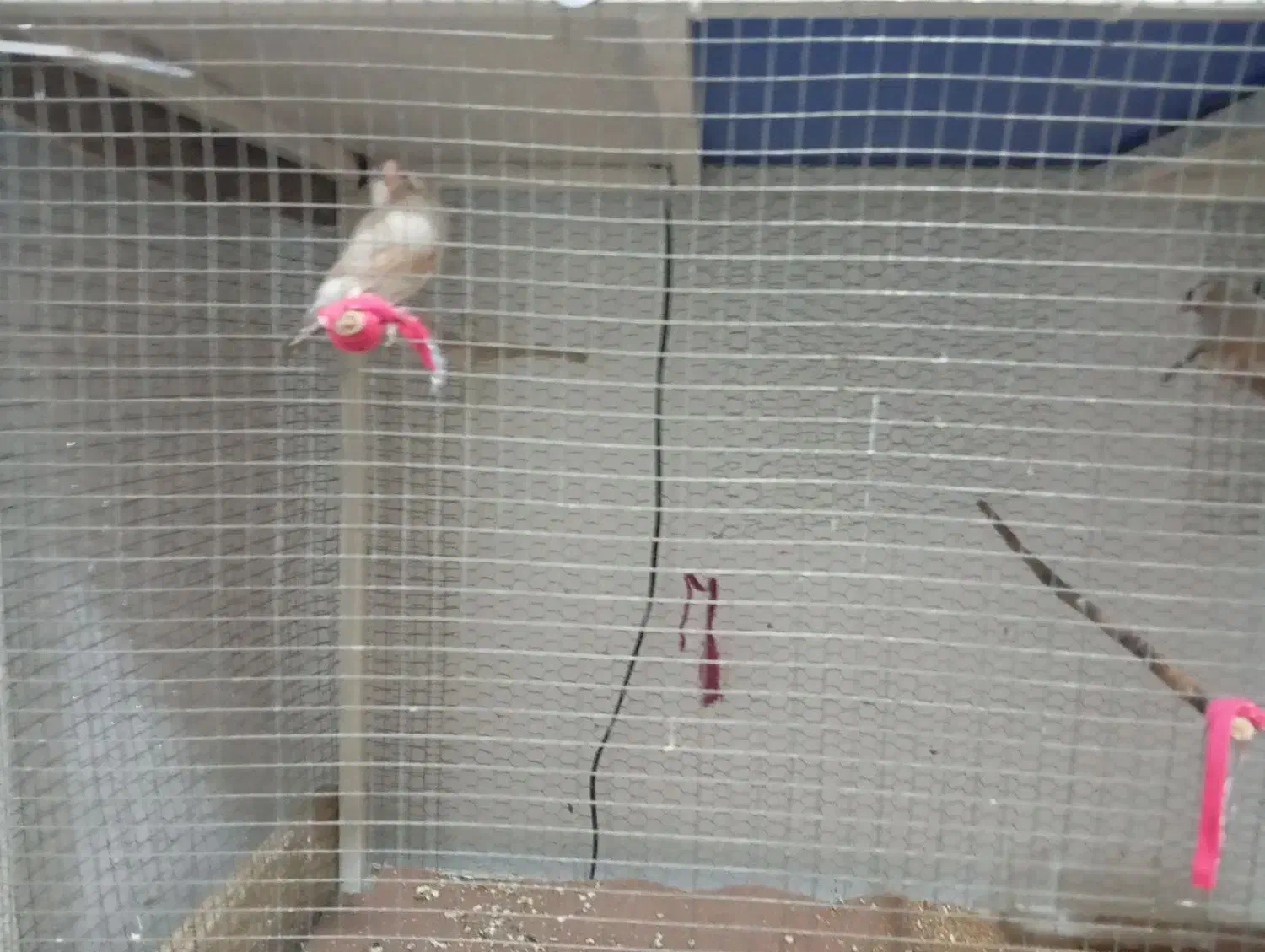 فنچ نرگسی شکلاتی|پرنده|هندیجان, |دیوار