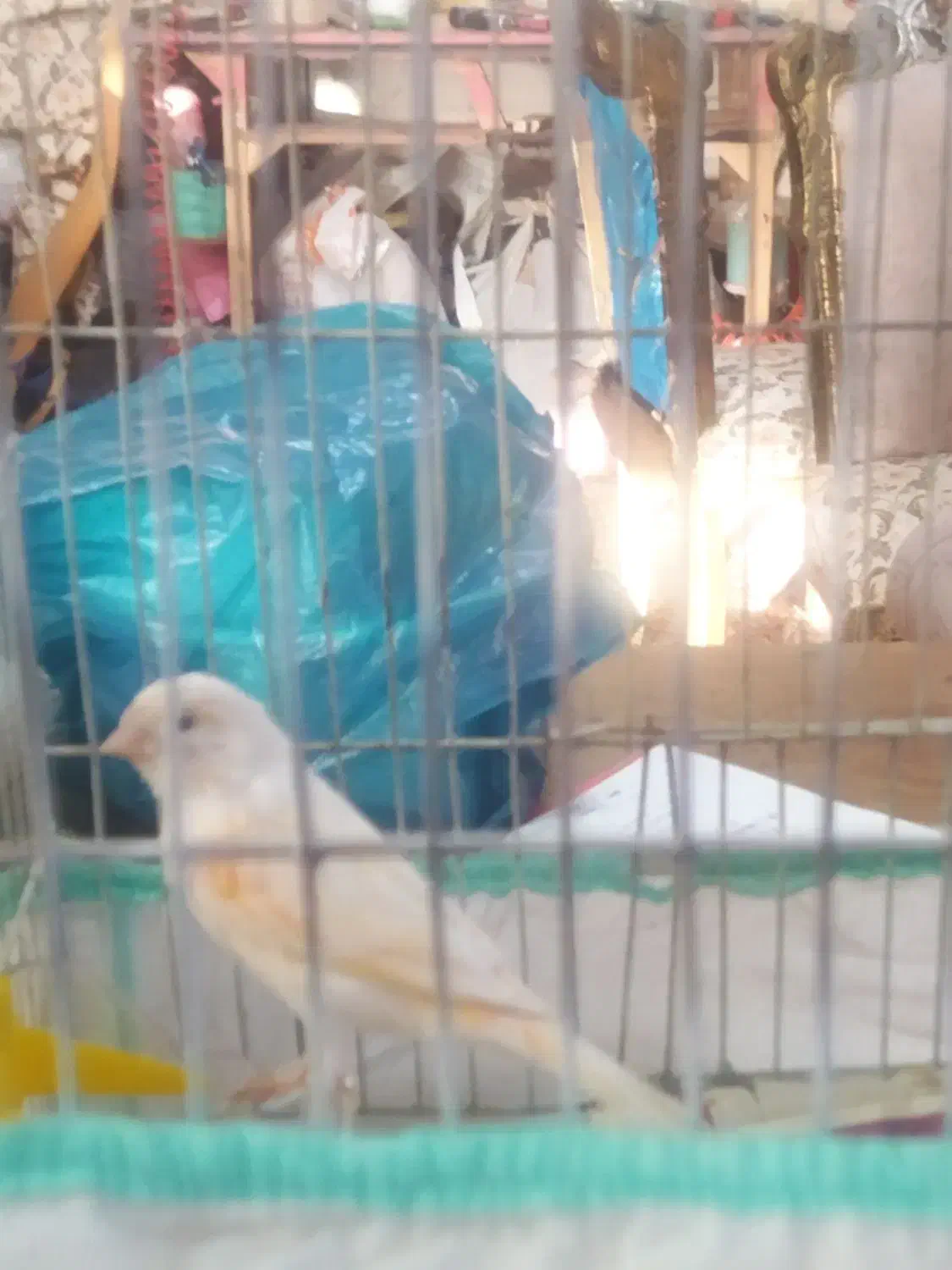 قناری موزاییکی ماده|پرنده|اسفرورین, |دیوار