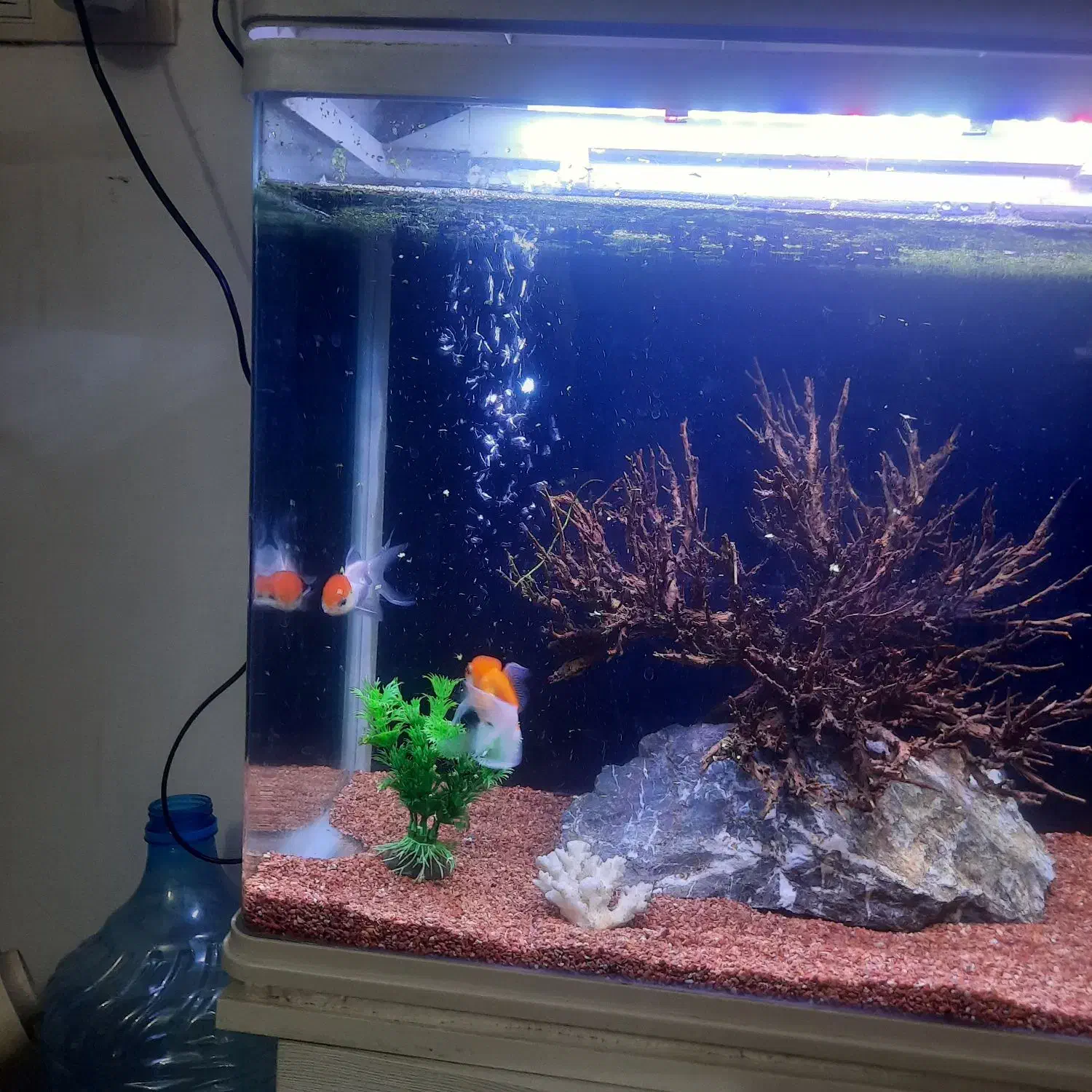 اکواریوم شیشه خم ماهیران|ماهی|اصفهان, عطار نیشابوری|دیوار