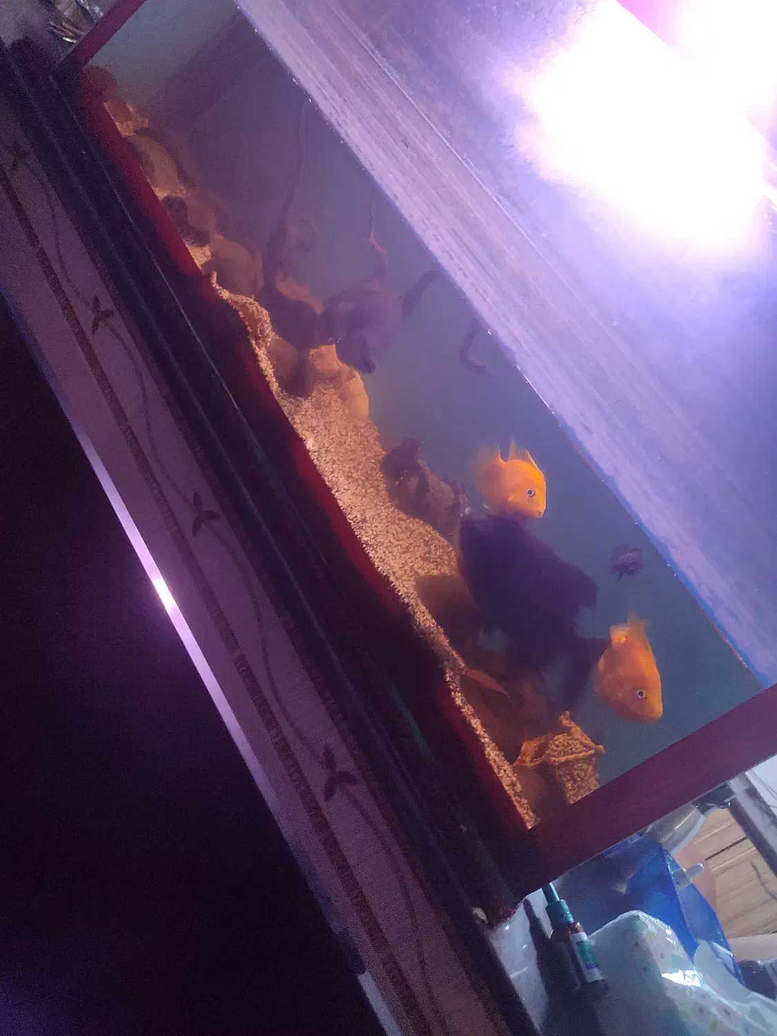 این آکواریوم با ماهی هاش به فروش میرسد|ماهی|مراغه, |دیوار