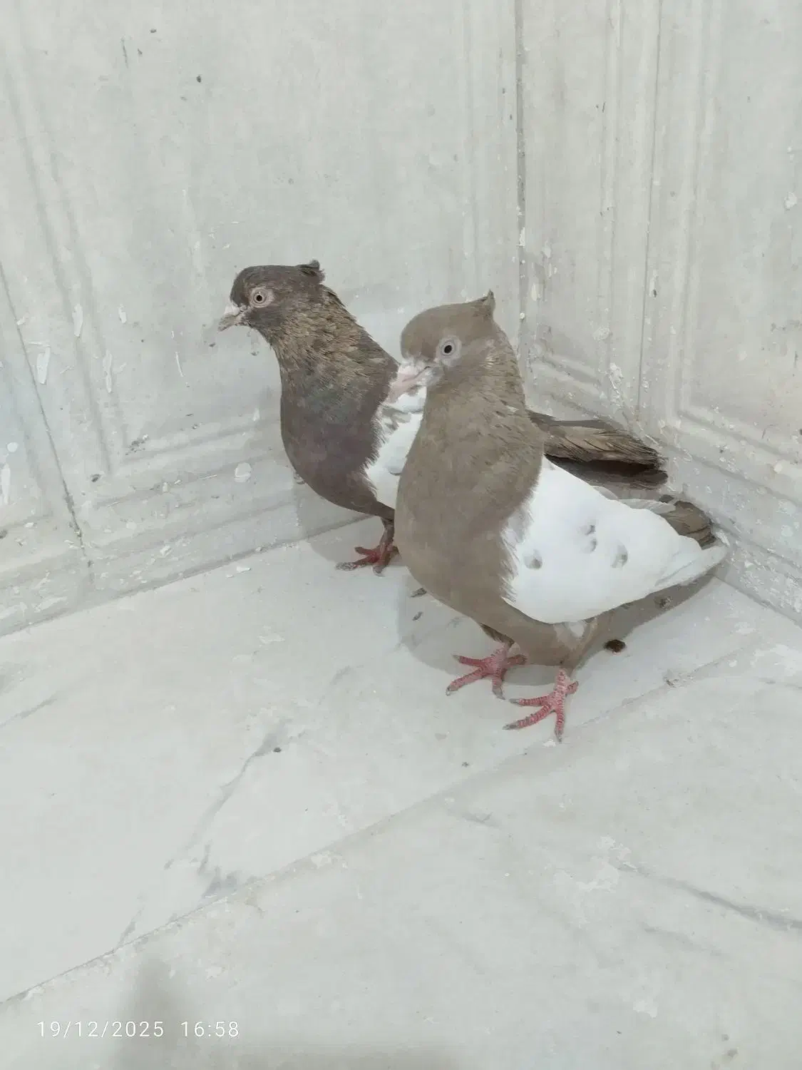 رنگی|پرنده|اهواز, کوی نیرو|دیوار