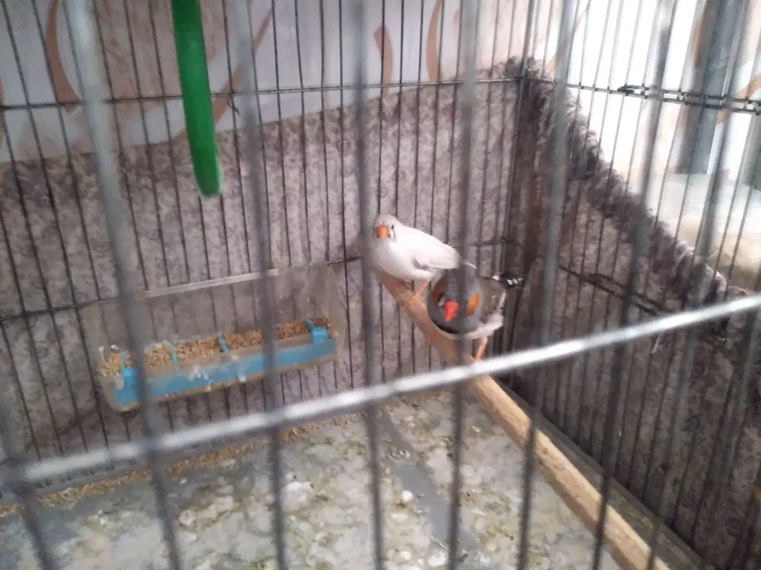 یک جفت پرنده ی فنج|پرنده|صحنه, |دیوار