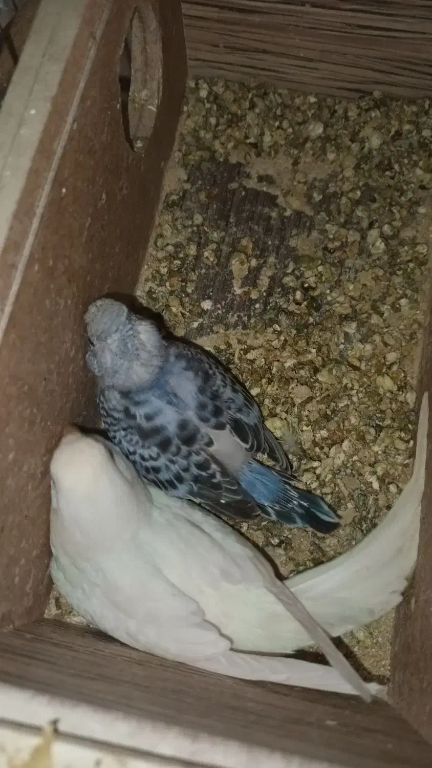 مرغ عشق|پرنده|خمینی‌شهر, |دیوار