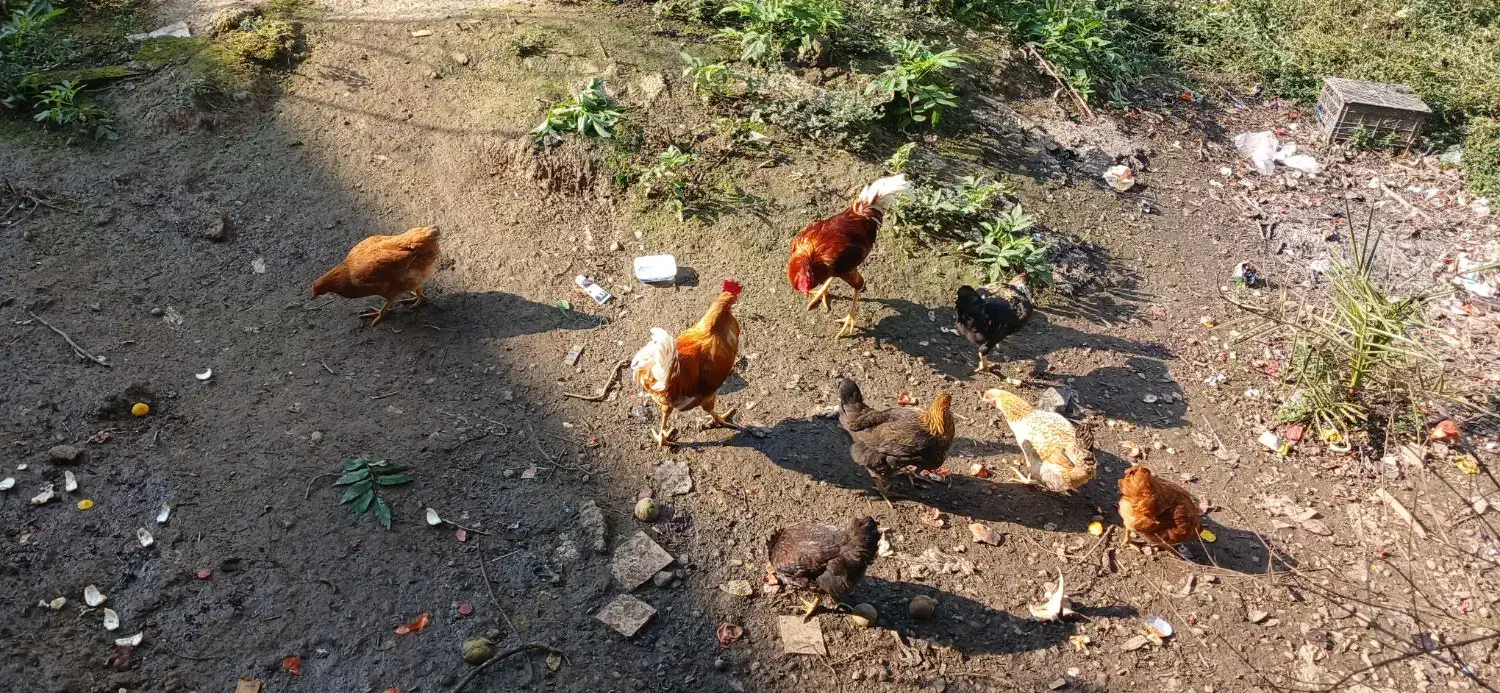 فروش مرغ و خروس|حیوانات مزرعه|گوراب زرمیخ, |دیوار