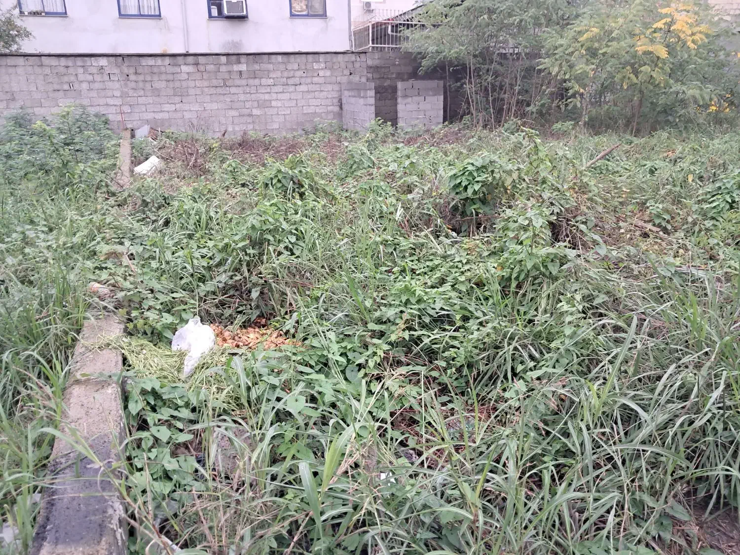 فروش زمین با سند تک برگ|فروش زمین و ملک کلنگی|رشت, سیا اسطلخ|دیوار