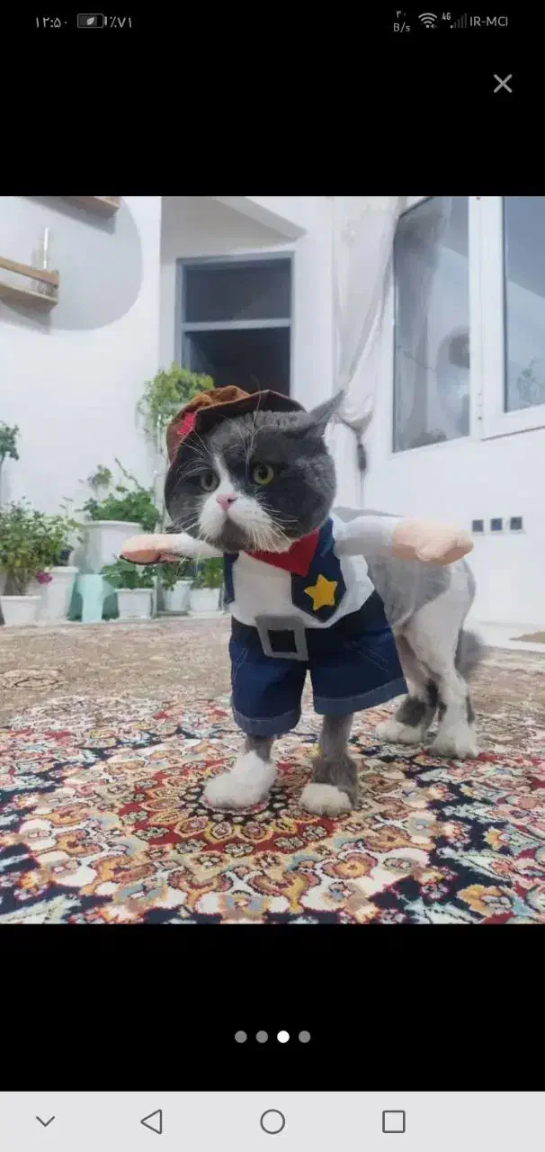 گربه بریتیش پرشین یک ساله|گربه|مهاباد (آذربایجان غربی), |دیوار