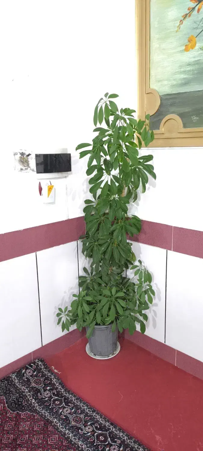 گل گیاه|گل و گیاه طبیعی|میاندوآب, |دیوار