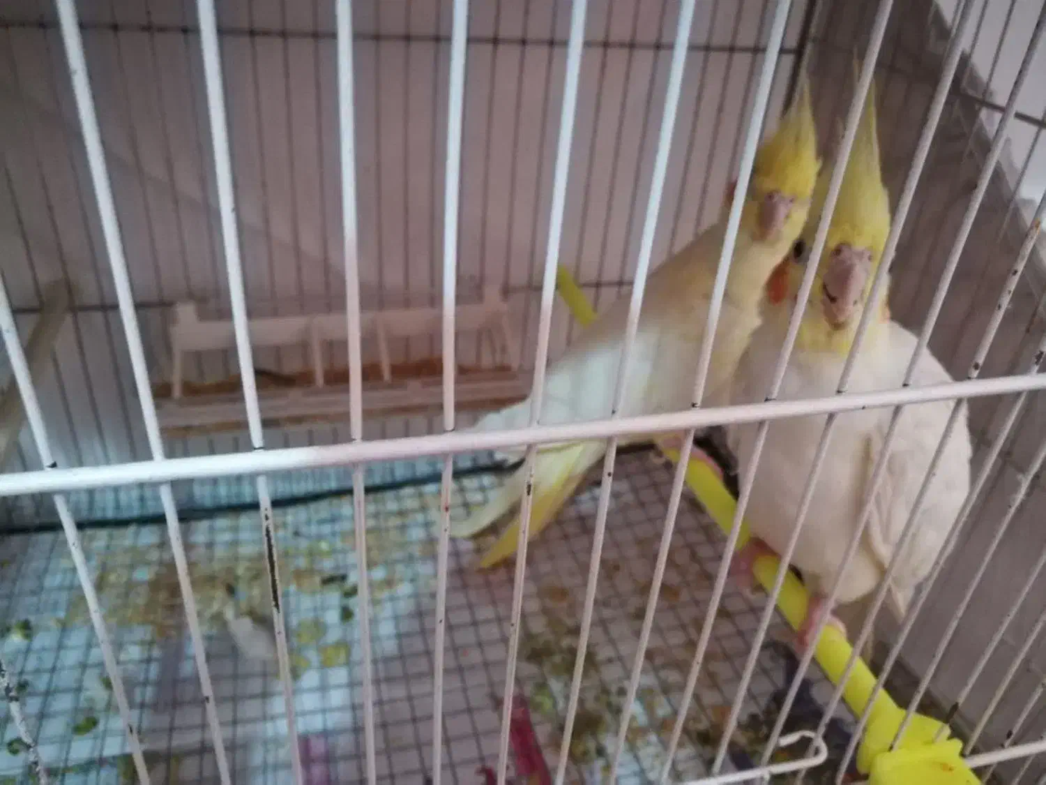 جفت عروس با تخم و جوجه (ارسال به مشهد هم دارم)|پرنده|گلبهار, شهر جدید گلبهار|دیوار