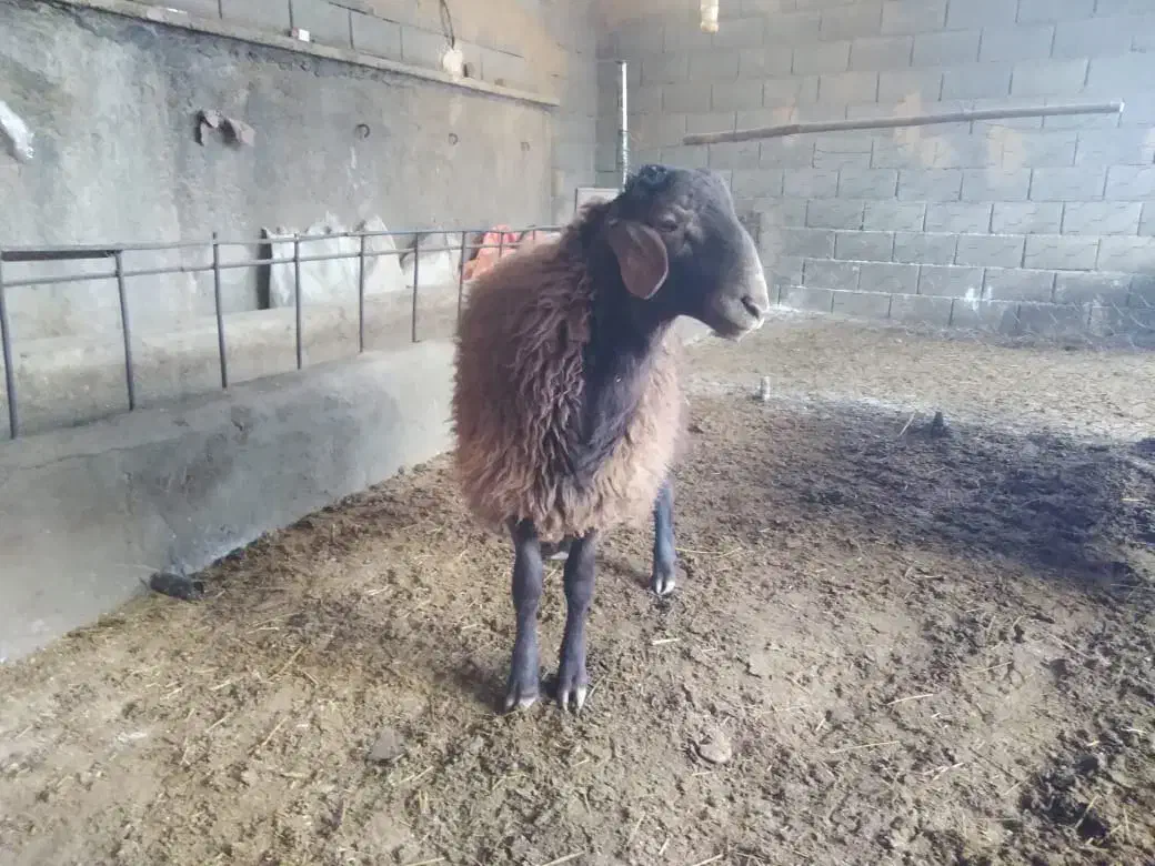 بره|حیوانات مزرعه|شهرضا, |دیوار