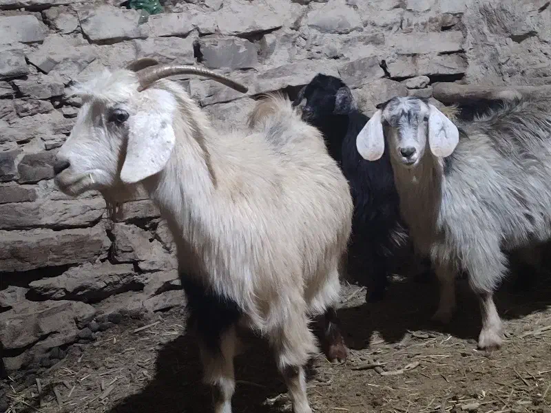 دو عدد گیسک ماده و یک عدد بز جوان|حیوانات مزرعه|مریوان, |دیوار