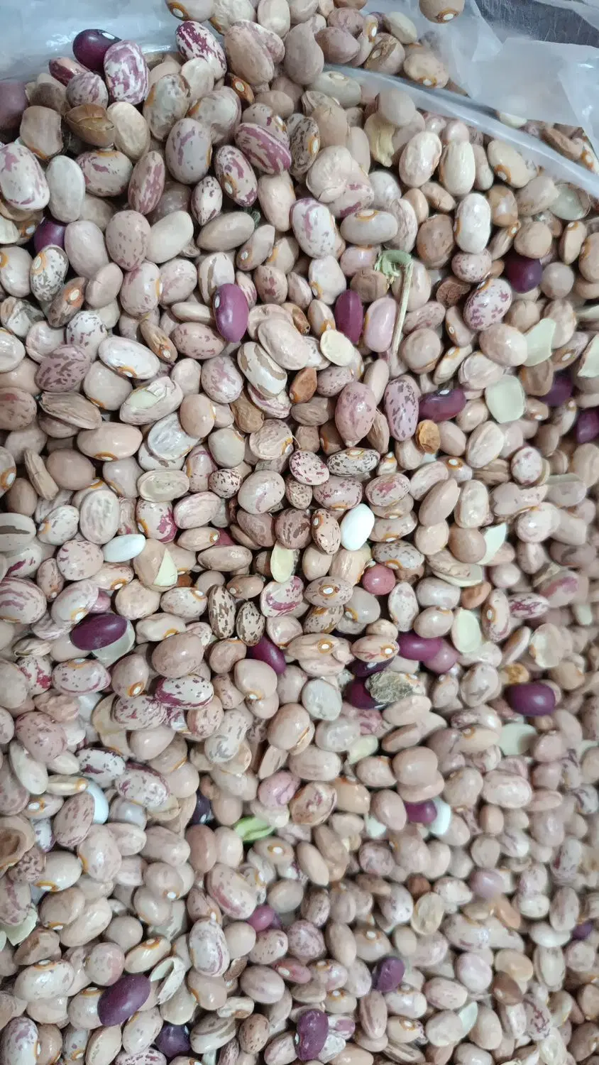 لوبیا|خوردنی و آشامیدنی|شوش, |دیوار