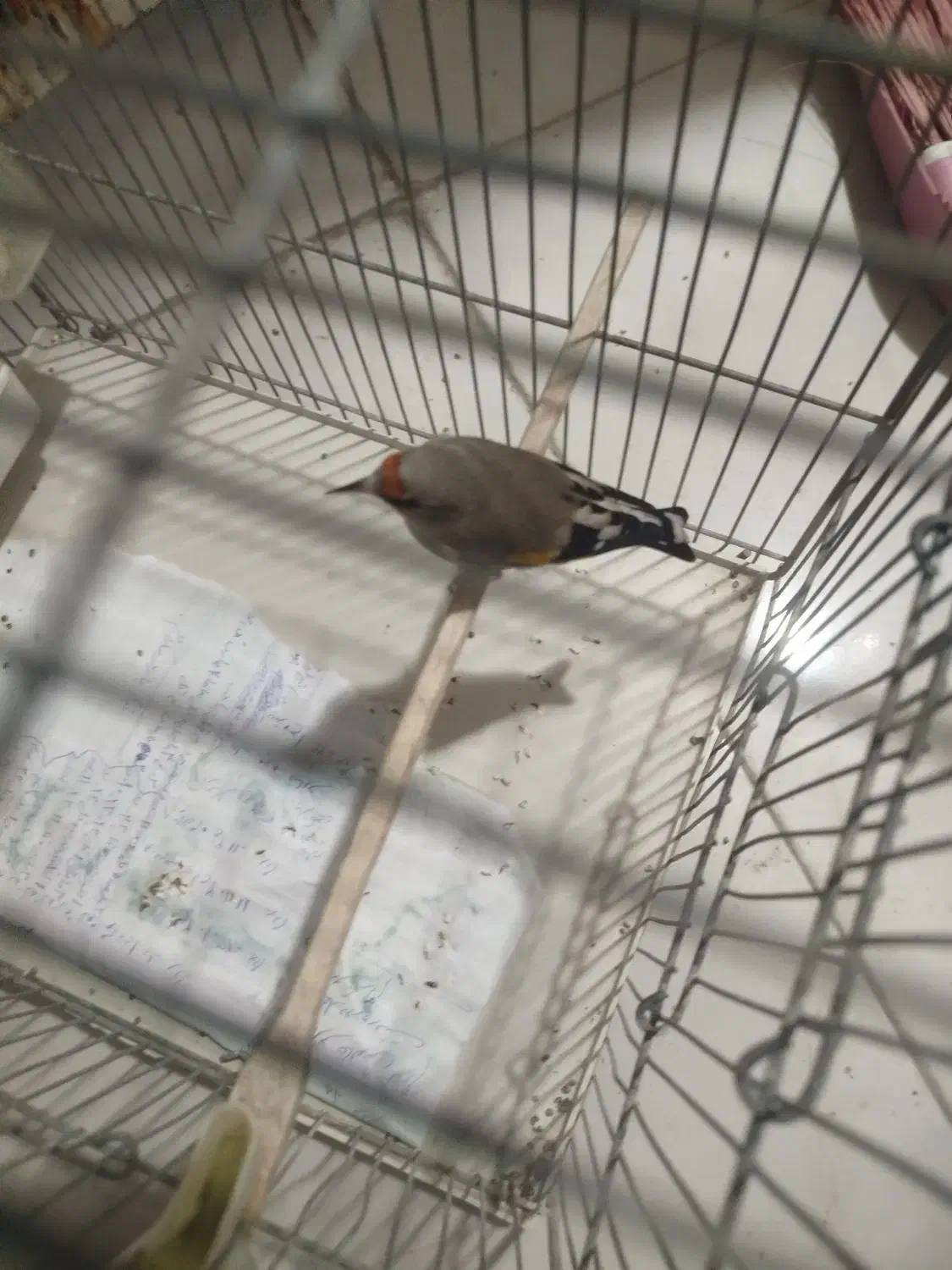 پرنده سهره دورگ باقفس وسایل|پرنده|اسلام‌شهر, شهرک محمدیه|دیوار