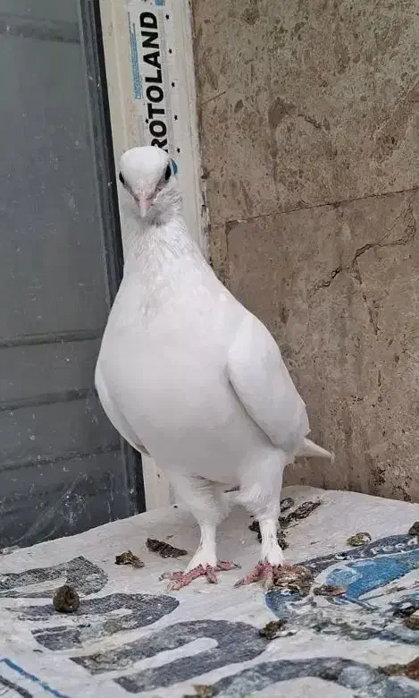 کبوتر سفید حندقی ماده|پرنده|قم, انسجام|دیوار