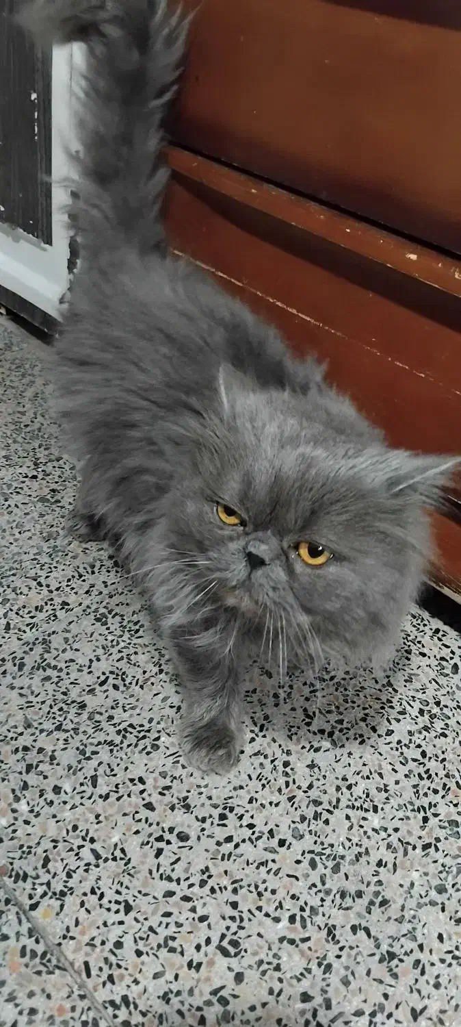 گربه پرشین|گربه|میاندوآب, |دیوار