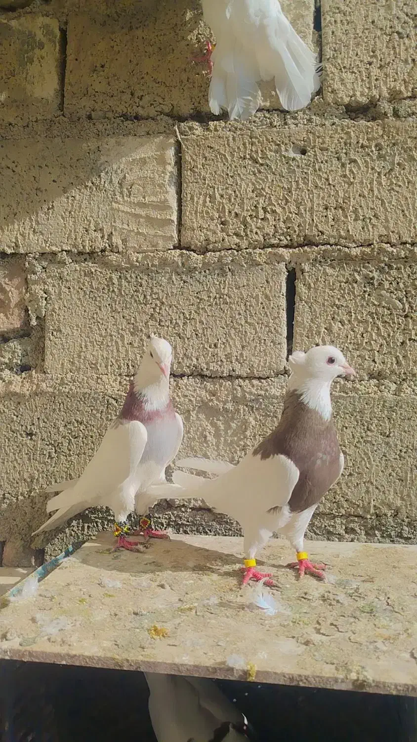 طوقی جفت|پرنده|نقده, |دیوار