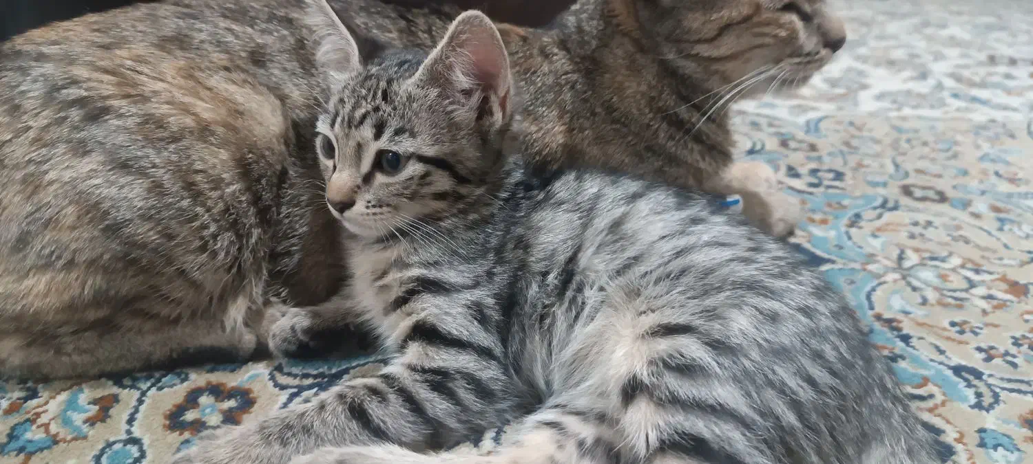 واگذاری بچه گربه دو ماهه|گربه|تهران, تهرانپارس غربی|دیوار