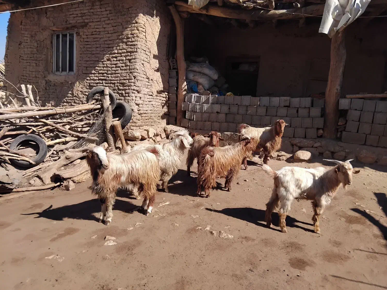 کهره نر، بره نر و قوچ فروشی|حیوانات مزرعه|چیتاب, |دیوار