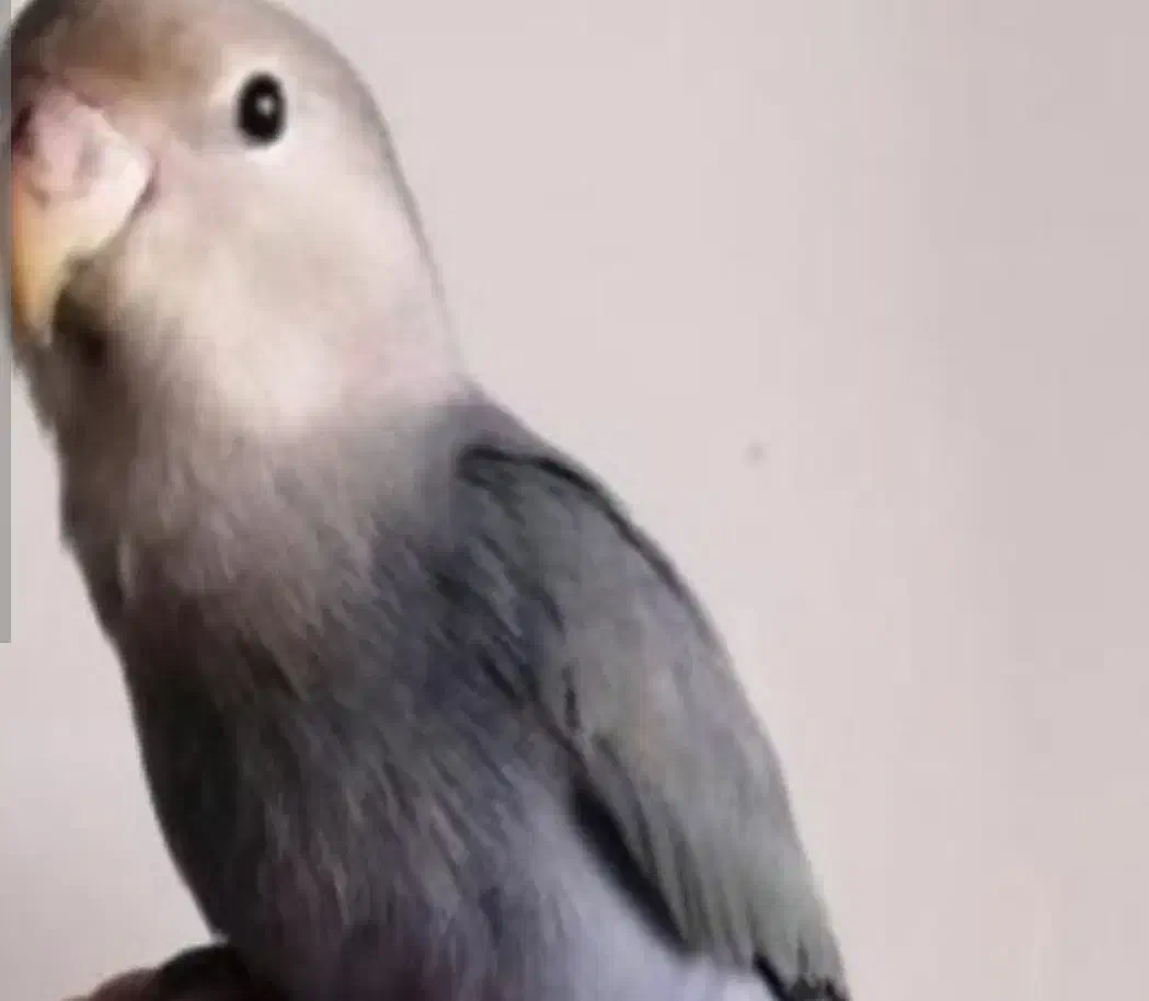 طوطی برزیلی|پرنده|مبارکه, |دیوار