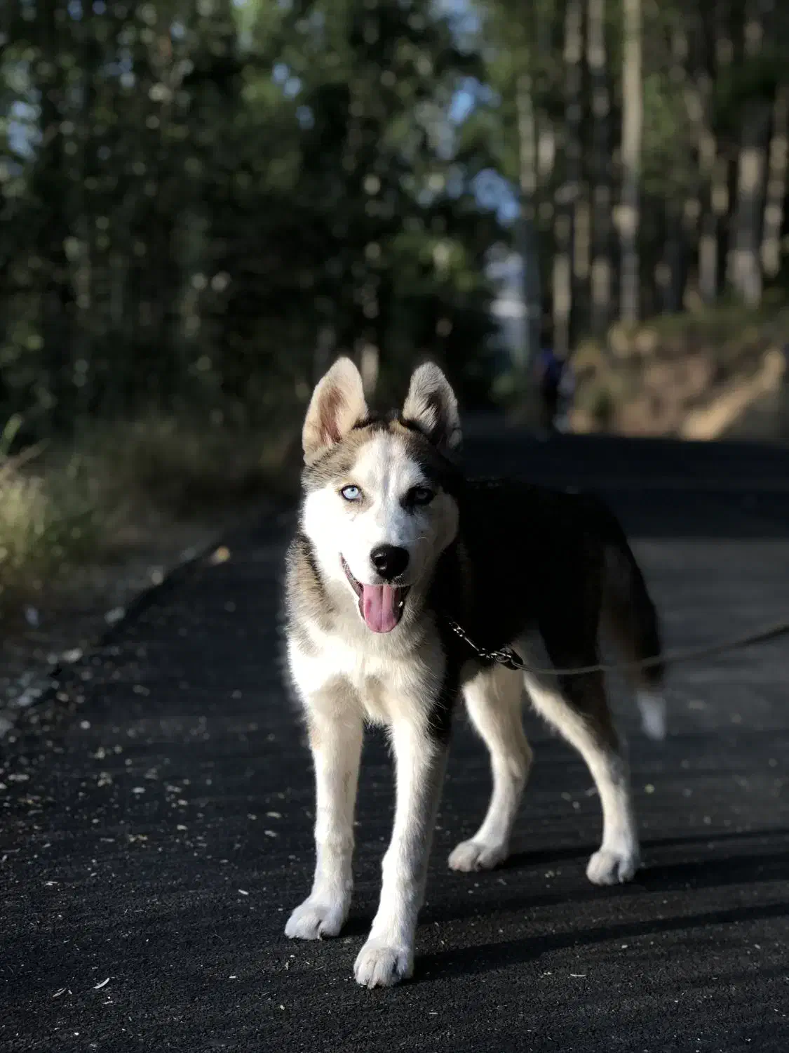 حیوانات|سگ|مرادلو, |دیوار
