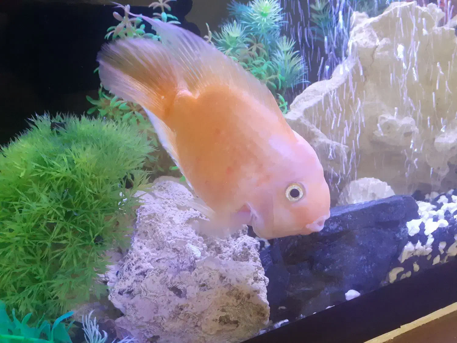 ماهی پرت بزرگ ۲۰سانت|ماهی|مشهد, گلشور|دیوار