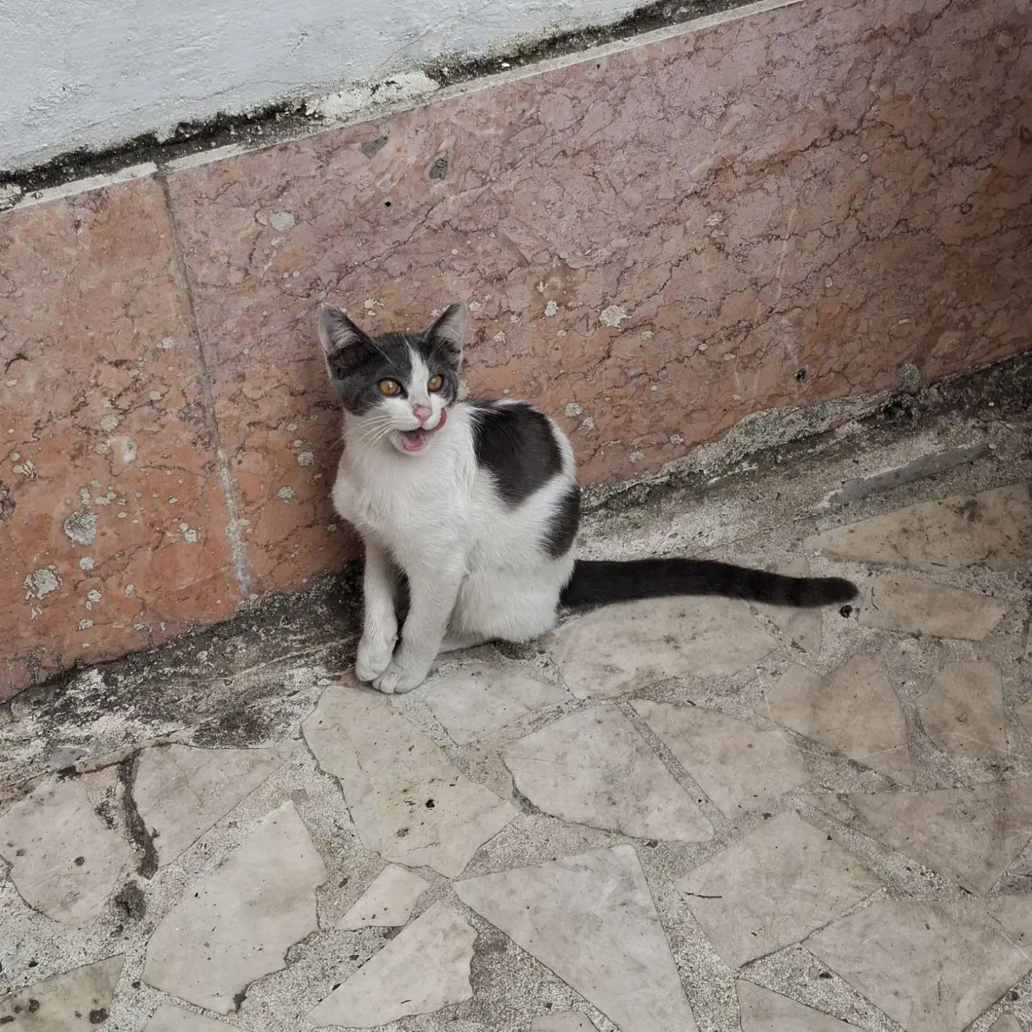 واگذاری گربه DSH|گربه|رشت, شهرک قدس|دیوار