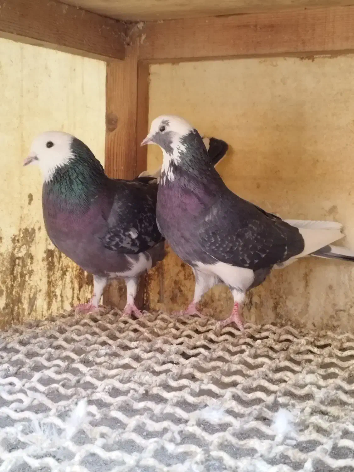 کفتر جفتی|پرنده|فردیس, شهرک ناز|دیوار