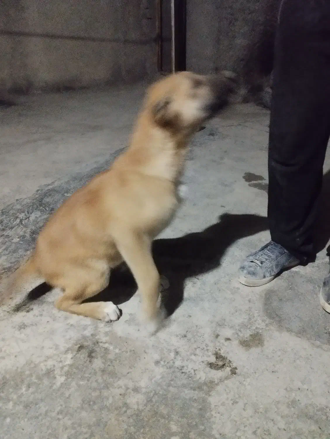 سگ نر|سگ|شیروان (خراسان), |دیوار