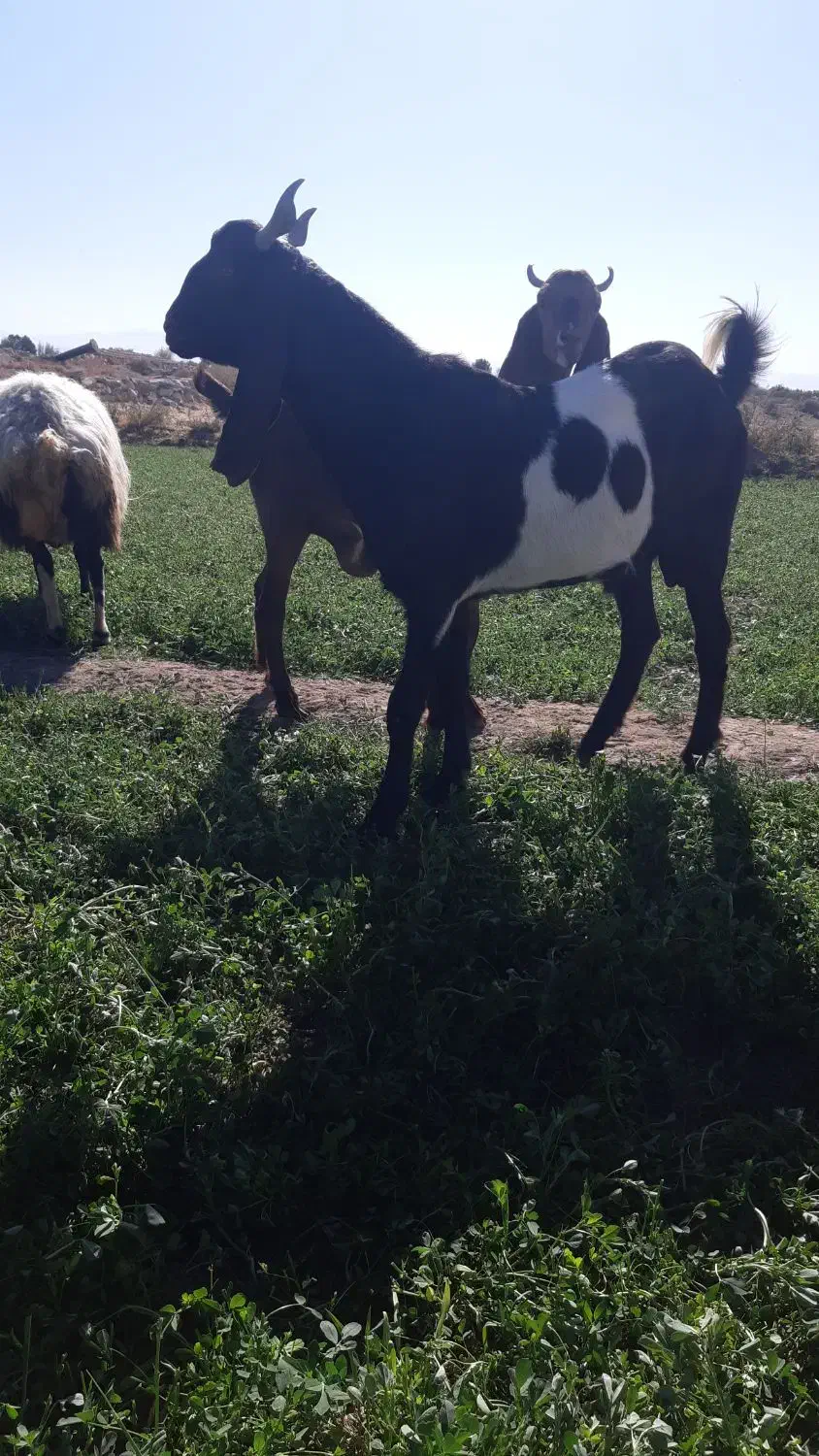 نر تخمی|حیوانات مزرعه|گلپایگان, |دیوار