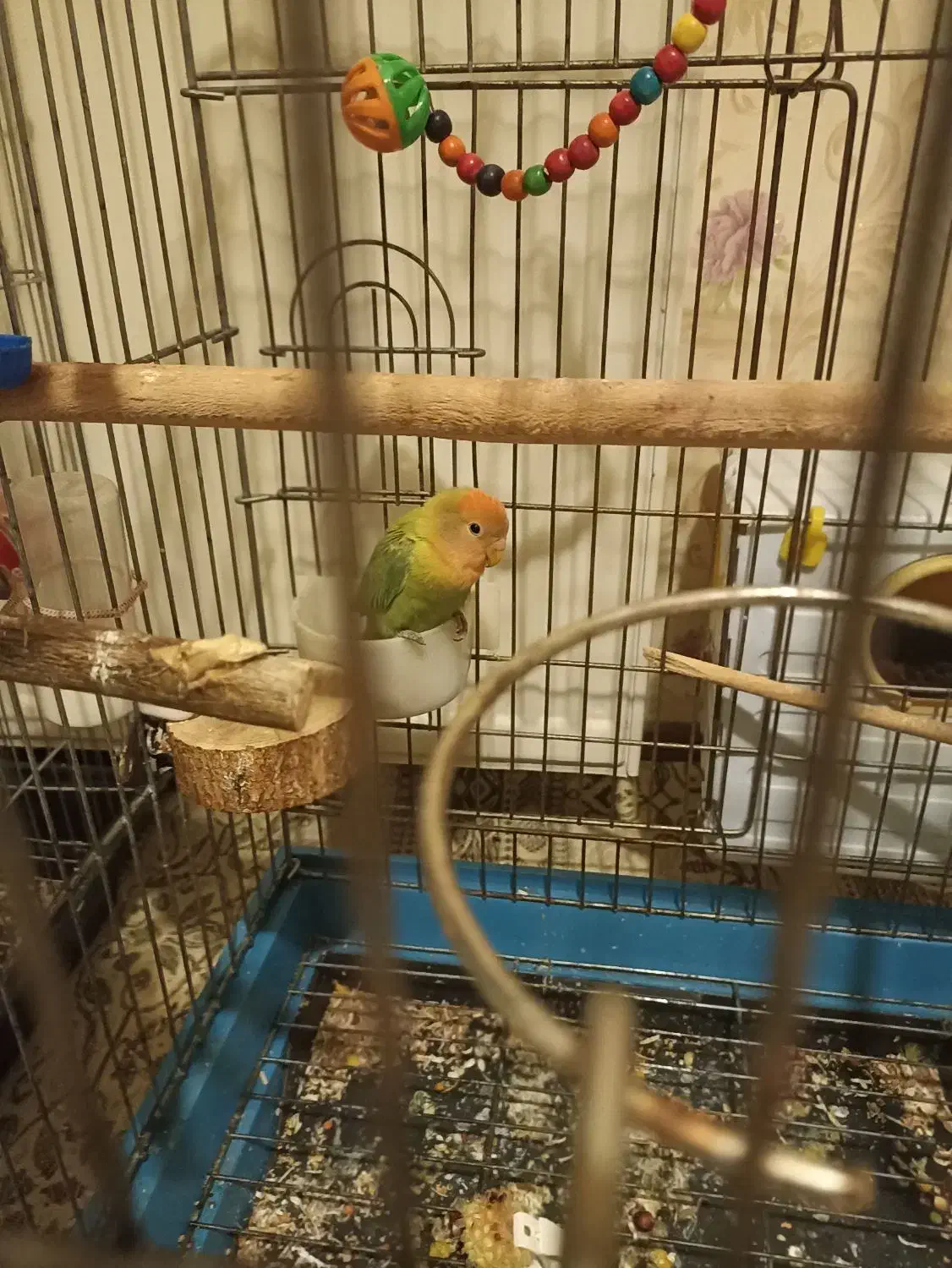 برزیلی|پرنده|تهران, آذربایجان|دیوار