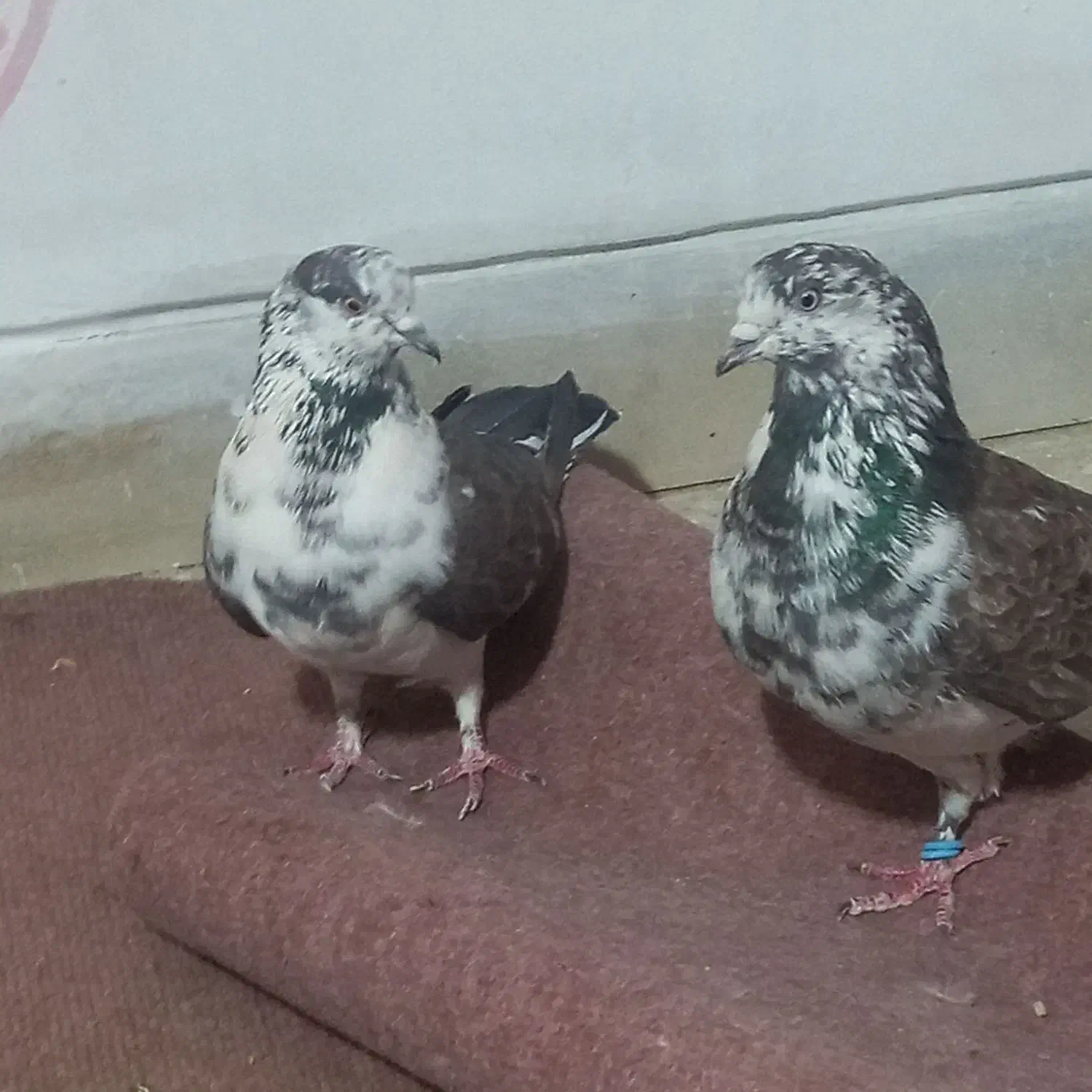 باسلام یک جفت نروماده طرونی به فروش میرسد|پرنده|خمینیشهر, |دیوار