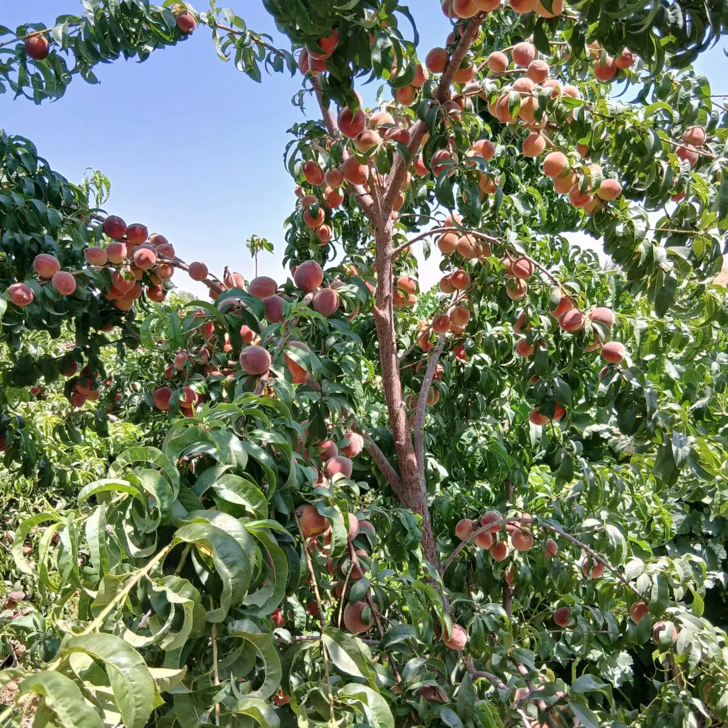 تولیدی و نهالستان محمد|خدمات باغبانی و درختکاری|اصفهان, محمودیه|دیوار