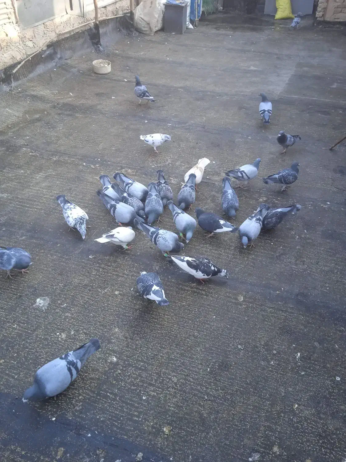 کفتر استعلام|پرنده|بهشهر, |دیوار