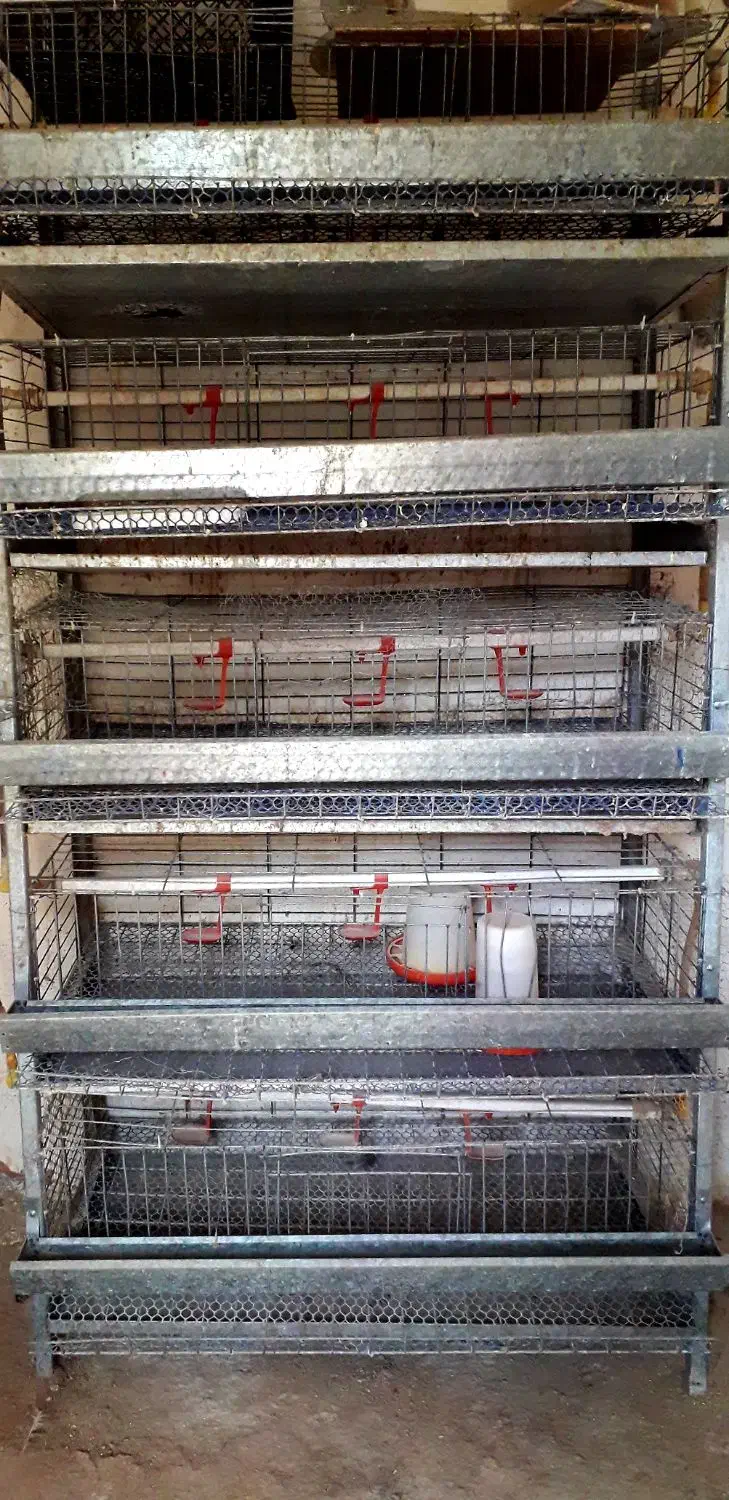 قفسه بزرگ بلدرچین|لوازم جانبی حیوانات|نکا, |دیوار