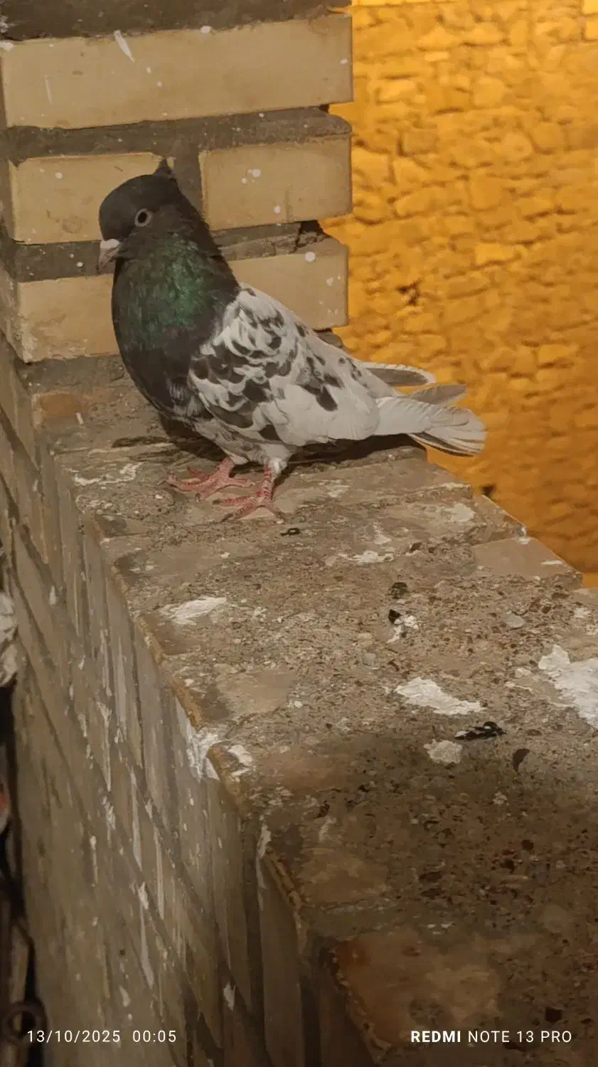 کله ایی|پرنده|مسجد سلیمان, |دیوار