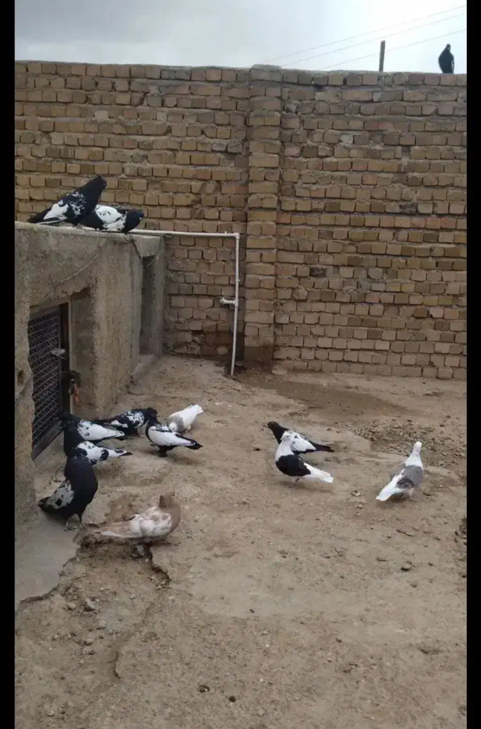 کفتر|پرنده|بروجرد, |دیوار