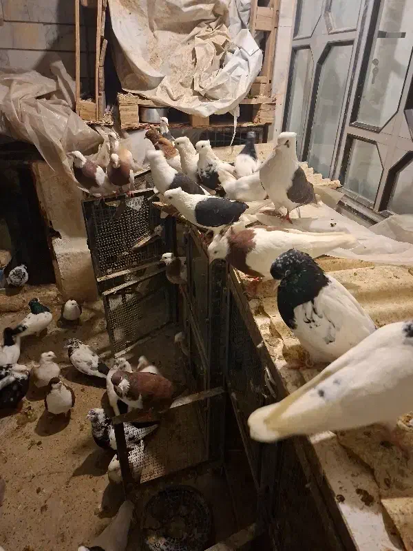 کبوتر|پرنده|قزوین, |دیوار