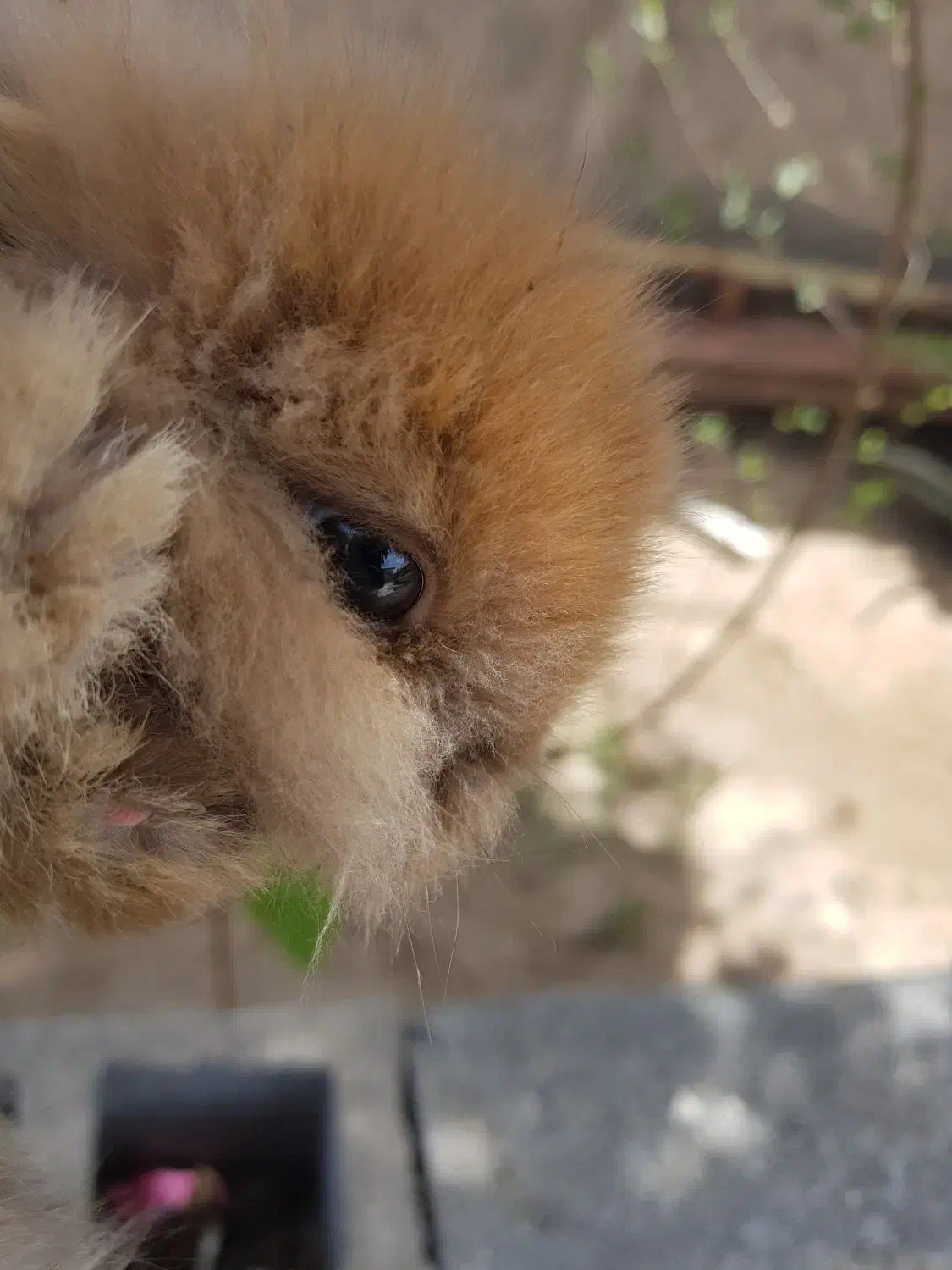 فروش خرگوش|موش و خرگوش|ایرانشهر, |دیوار