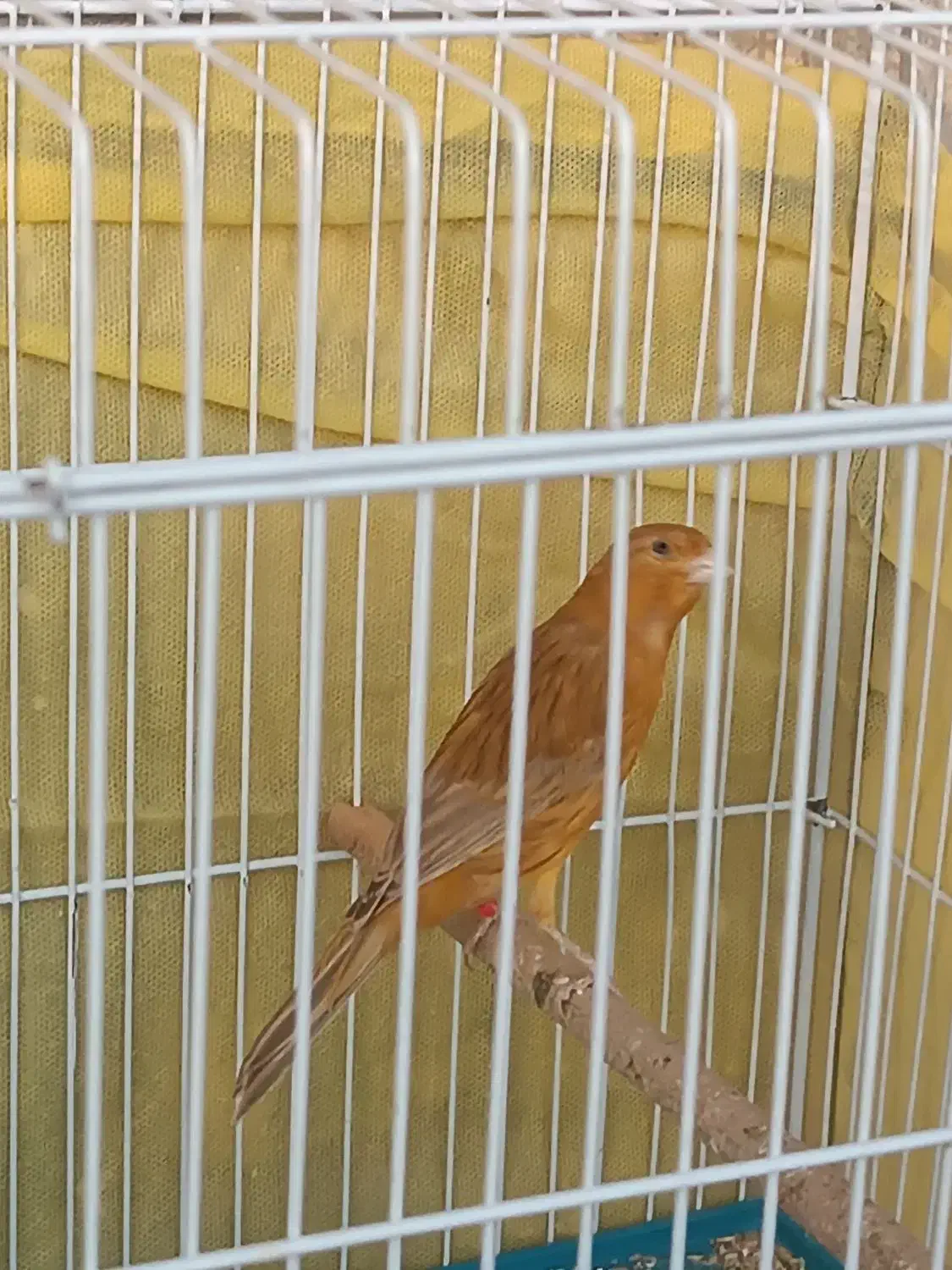 پنج عدد قناری نر|پرنده|شیراز, شریف‌آباد|دیوار