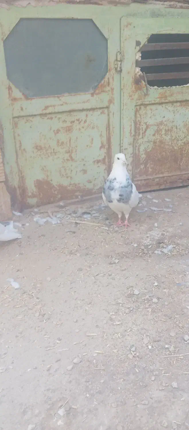 طوق الماسی وجوجه پلاکی|پرنده|طبس, |دیوار