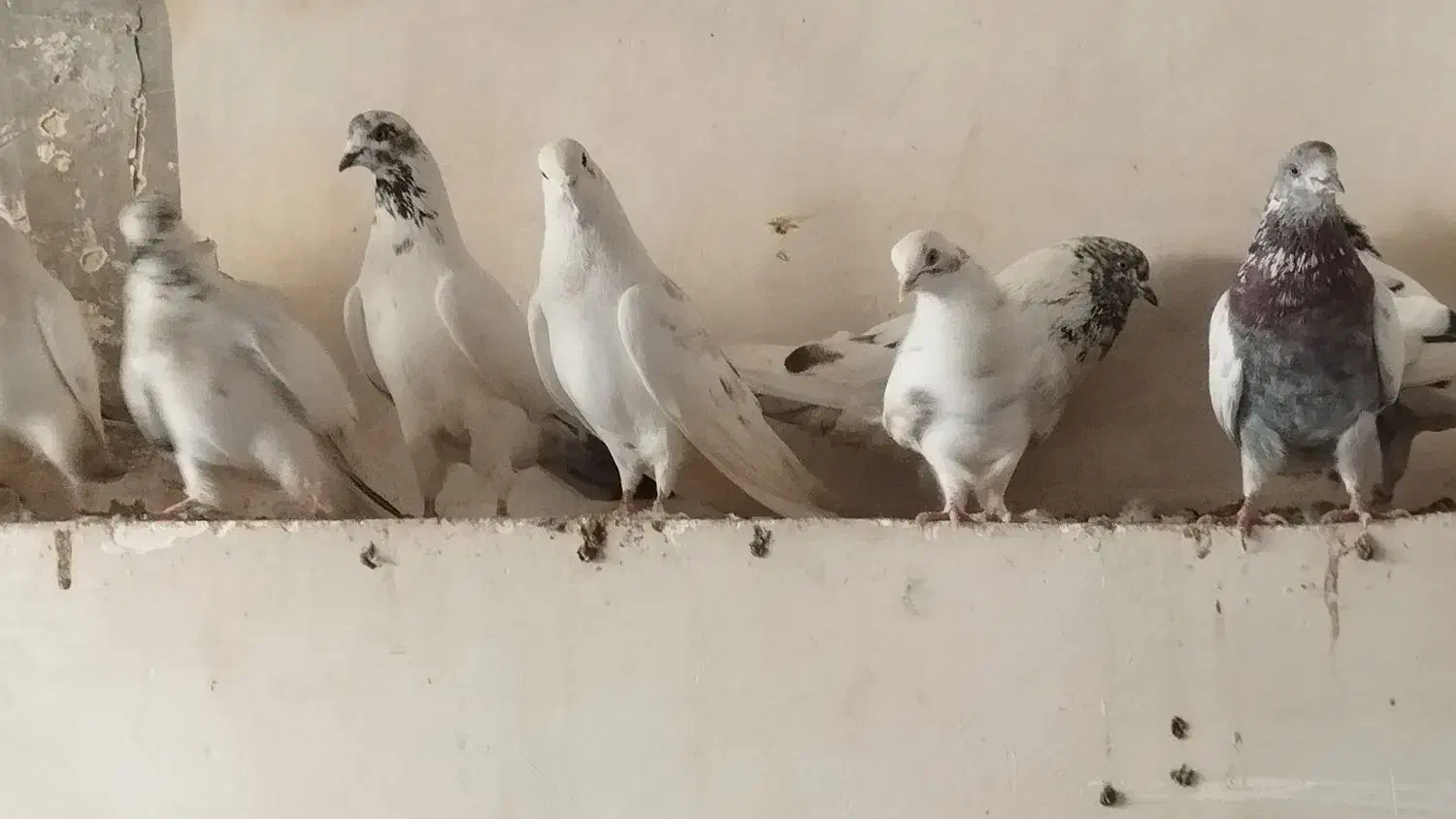 کبوتر|پرنده|فولادشهر, ورزشگاه فولادشهر|دیوار