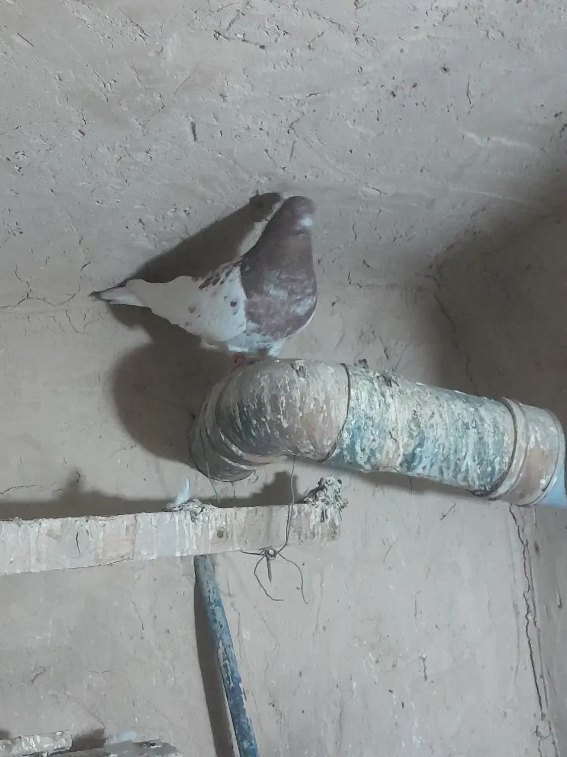 کبوتر فروشی|پرنده|لالجین, |دیوار