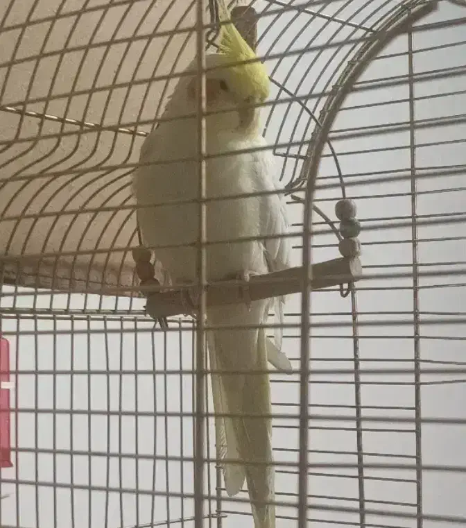 جوجه سرلاکی مرغ عشق ۳ عدد و عروس هلندی نر|پرنده|ماهدشت, |دیوار