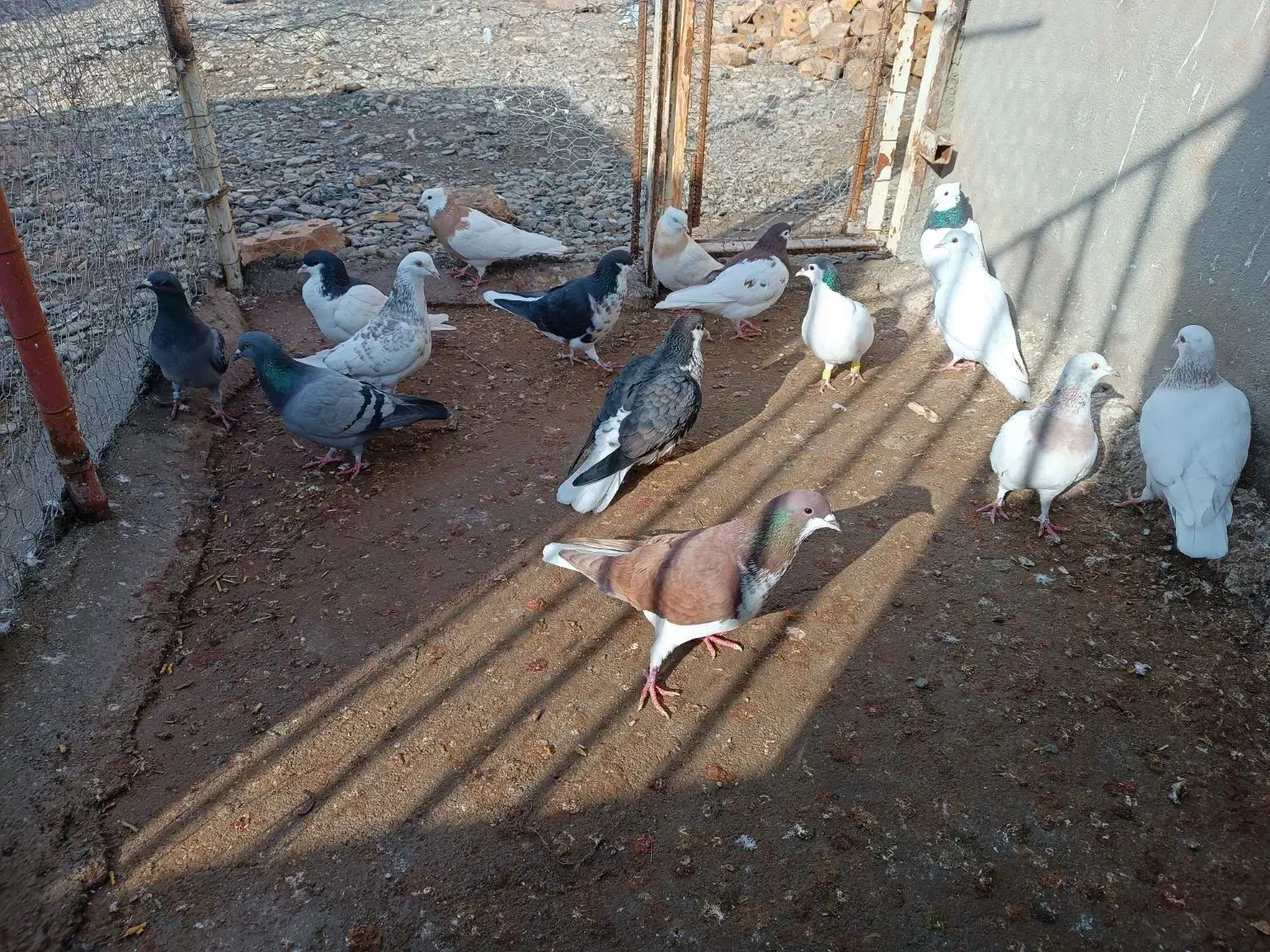 کبوتر پرشی|پرنده|نیشابور, میدون بار|دیوار