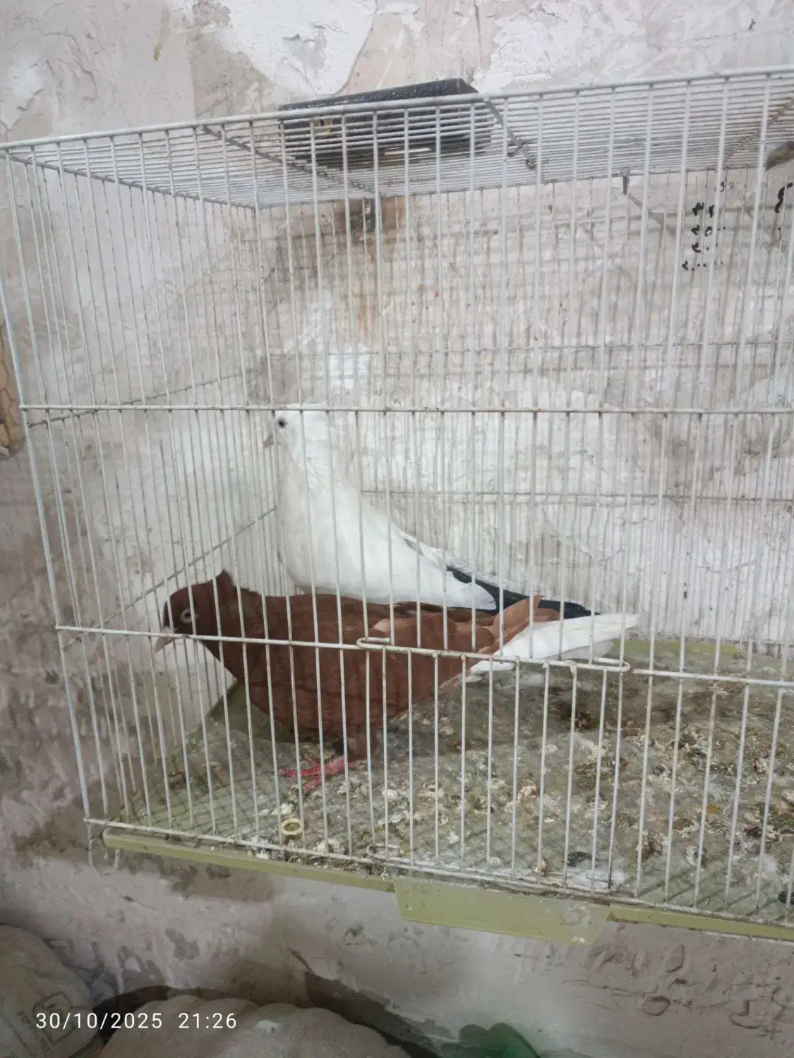 سرخ دم سفید چتن سیاه|پرنده|مشهد, شایه|دیوار