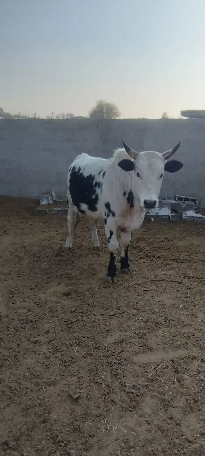 گوساله|حیوانات مزرعه|شهریار, اصیل آباد|دیوار